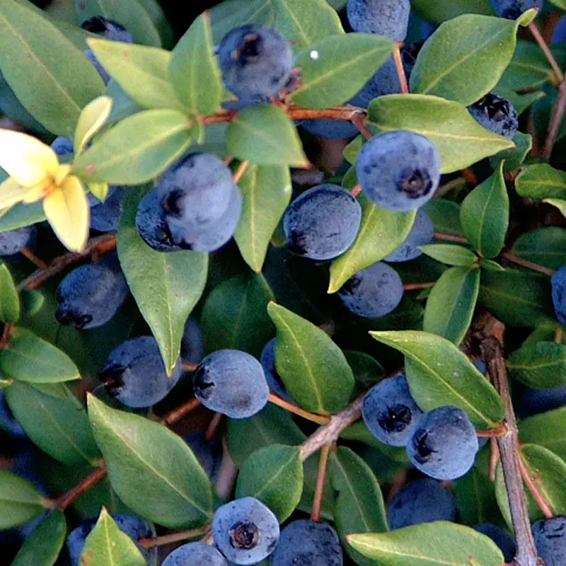 Mirto