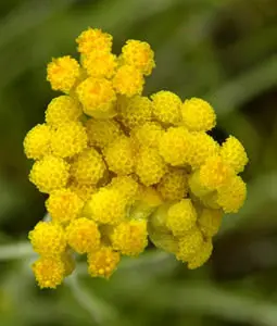 Elicriso - Helichrysum italicum