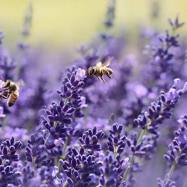 Lavanda